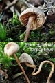 Flammulaster carpophilus-amf1348